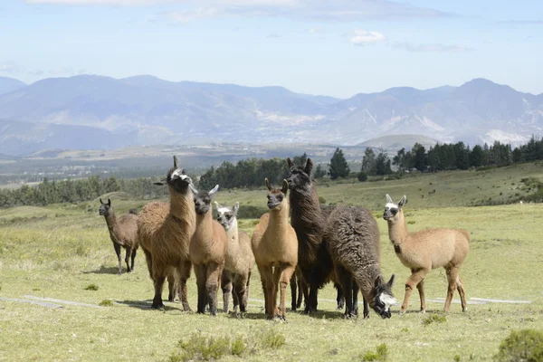 Llamas familia en el campo . — Foto de Stock