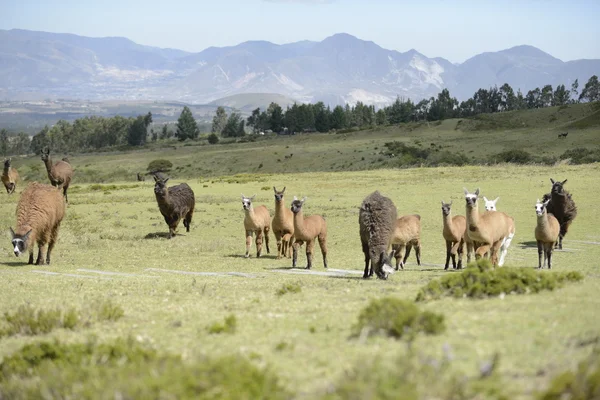 Llamas familia en el campo . — Foto de Stock