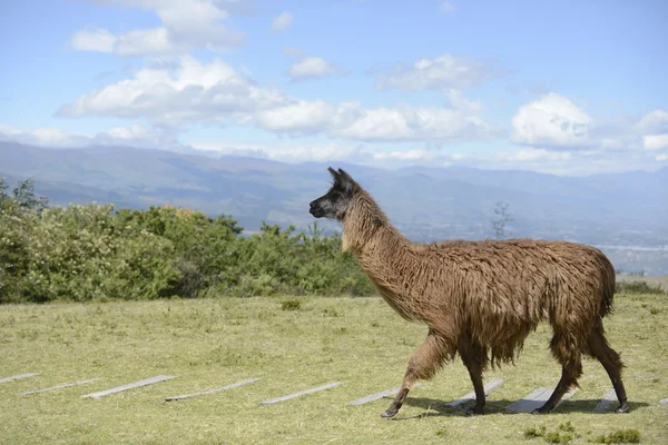 Llama en el campo . — Foto de Stock