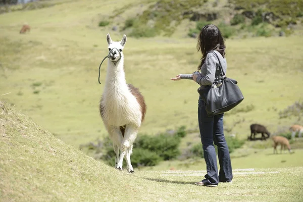 Llama y una mujer — Foto de Stock