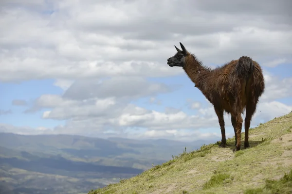 Llama marrón en el campo . — Foto de Stock