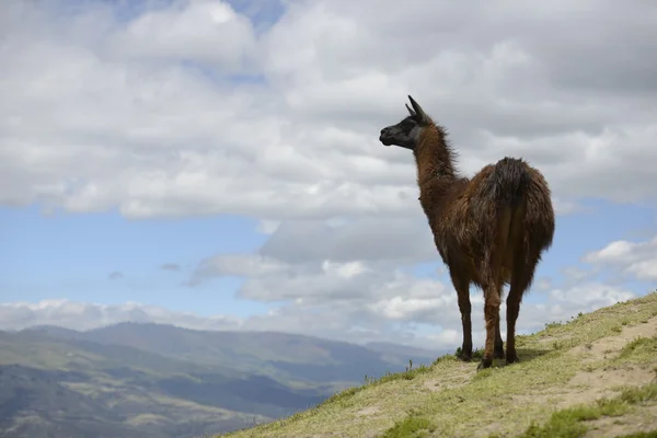 Llama marrón en el campo . — Foto de Stock