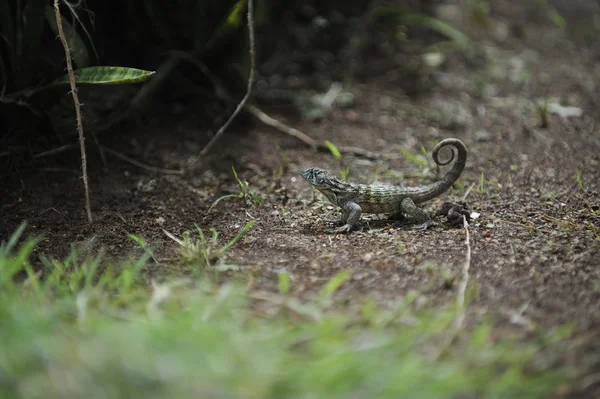 Lagarto cinzento comum . — Fotografia de Stock