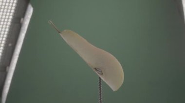 Krom anahtarı için yeşil ekran üzerinde döngü ile armut döndürme