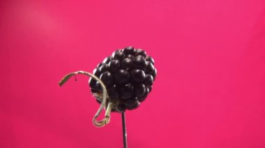 Krom anahtar için fuşya ekran üzerinde döngü ile Blackberry döndürme