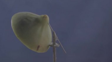 Krom anahtarı için mavi ekran üzerinde döngü ile incir döndürme