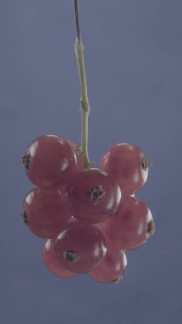 Rote Johannisbeere rotierend mit Schlaufe auf Fuchsia-Bildschirm für Chroma-Taste — Stockvideo