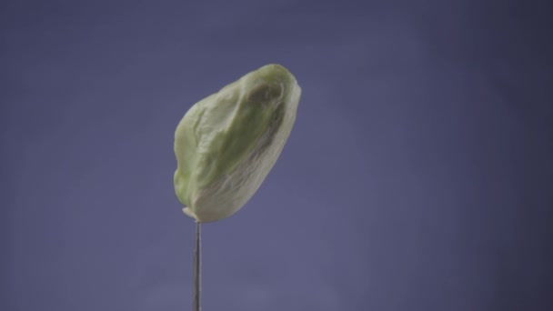 Pistacchio rotante con anello sullo schermo blu per chiave cromatica — Video Stock