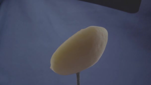 Aprikose rotierend mit Schlaufe auf blauem Bildschirm für Chroma-Schlüssel — Stockvideo