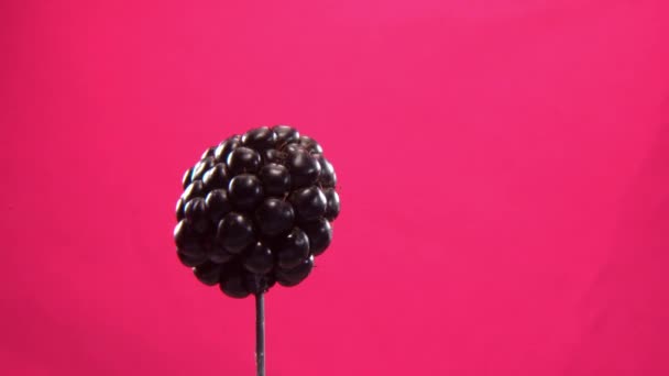 Blackberry roteren met lus op fuchsia scherm voor chroma sleutel — Stockvideo