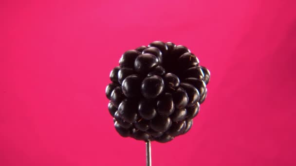 Blackberry roteren met lus op fuchsia scherm voor chroma sleutel — Stockvideo