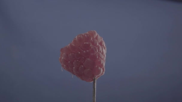 크로마 키를 위한 파란 화면의 루프와 함께 회전하는 라즈베리 — 비디오