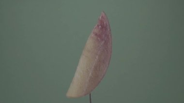 Krom anahtarı için yeşil ekran üzerinde döngü ile şeftali döndürme