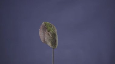 Pistachio renk tuşu için mavi ekranda döngü ile dönüyor