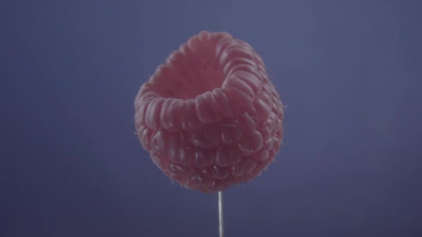 Rotasi raspberry dengan loop pada layar biru untuk kunci kroma — Stok Video