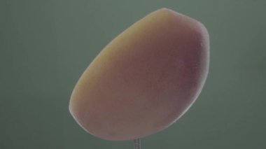 Krom anahtarı için yeşil ekran üzerinde döngü ile şeftali döndürme