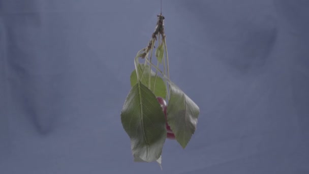 Cereza girando con lazo en la pantalla azul para la llave del croma — Vídeo de stock