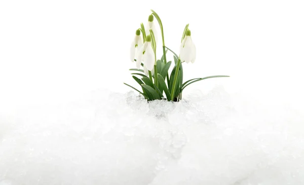 Snowdrop and snow. — Stock Photo, Image