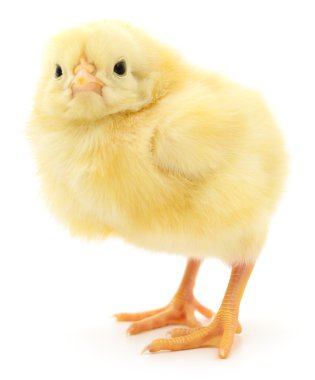 küçük sarı tavuk. 