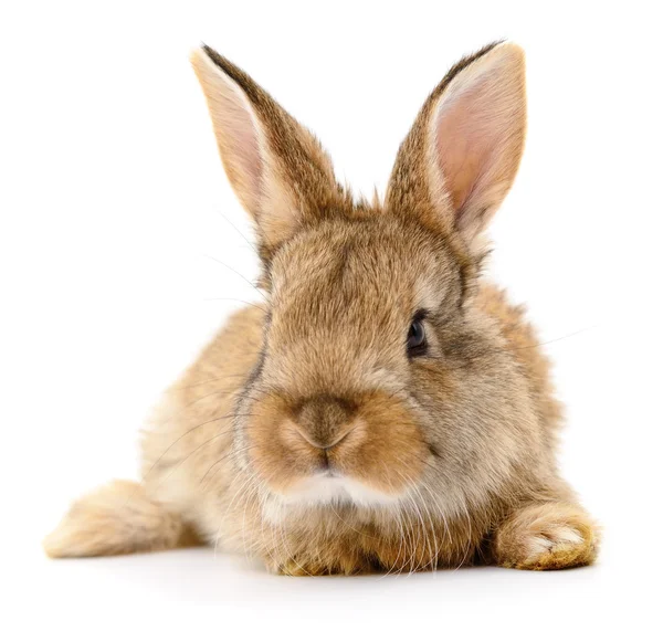 Brun kanin på vit. — Stockfoto