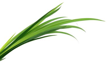 yeşil çimen yaprakları.