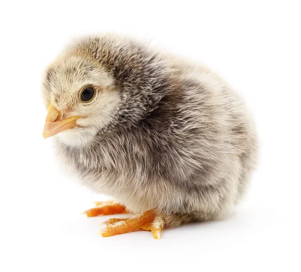 Small grey chicken. — Stock Photo, Image