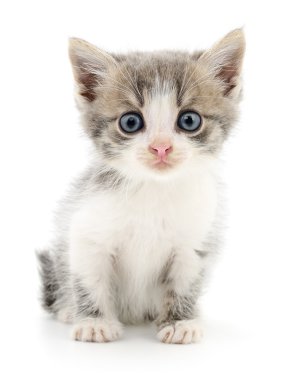 küçük gri kedicik.