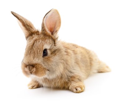 Kahverengi beyaz tavşan.