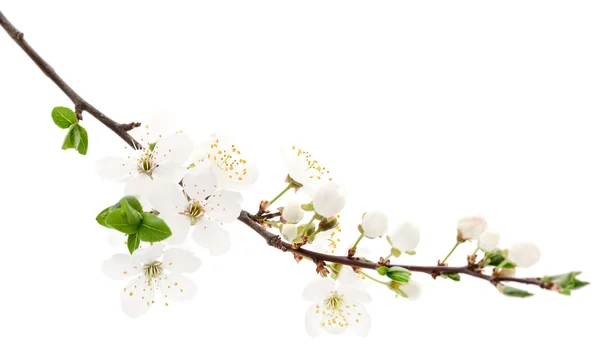 Körsbär blommor på vit. — Stockfoto