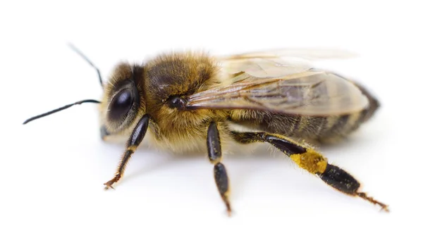 Bee op wit. — Stockfoto