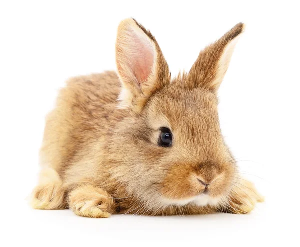 Brown rabbit on white. — Stock Photo, Image