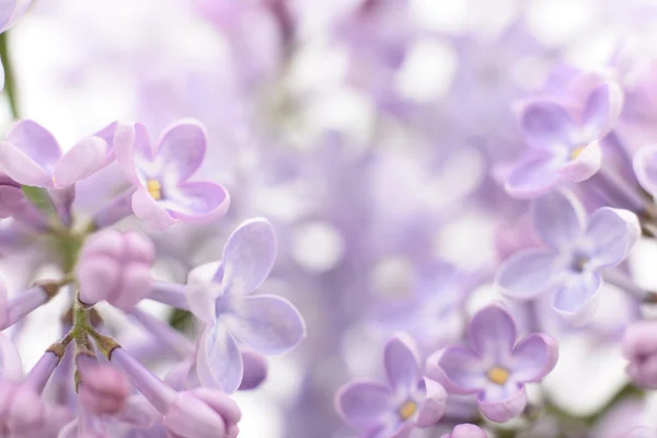 Violet lila blommor. — Stockfoto