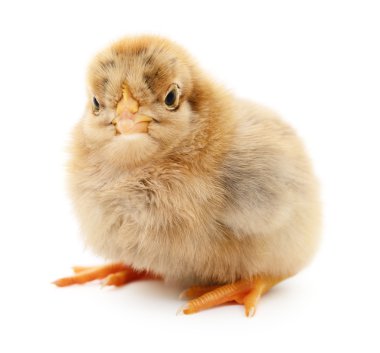 küçük sarı tavuk. 