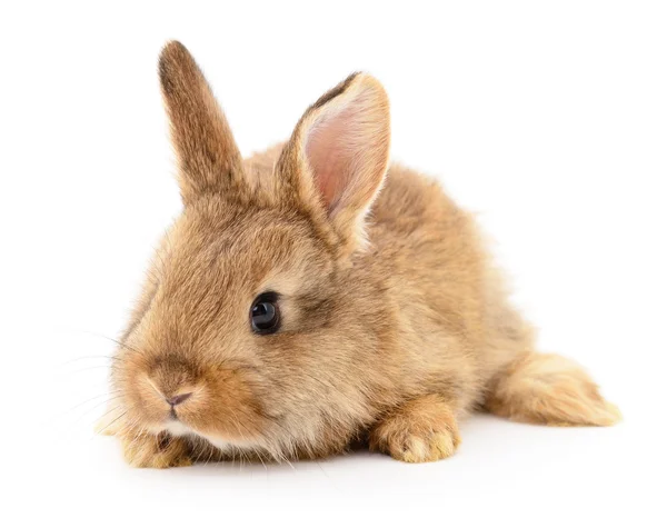 Braunes Kaninchen auf weiß. — Stockfoto