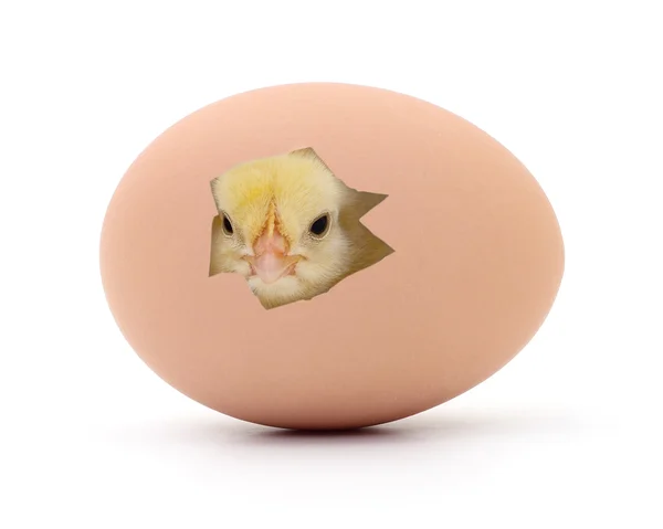 Pui și ouă . — Fotografie, imagine de stoc