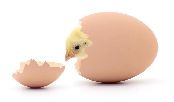 Pui și ouă . — Fotografie, imagine de stoc