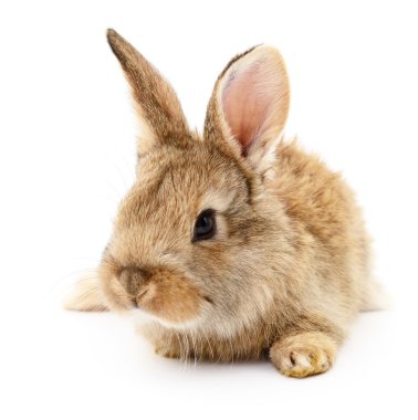 Kahverengi beyaz tavşan.