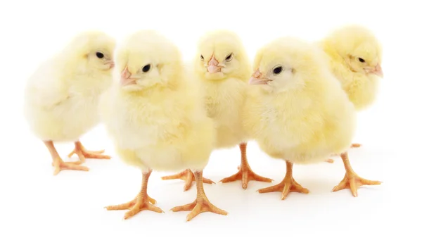 Five yellow chickens. — Stock Photo, Image