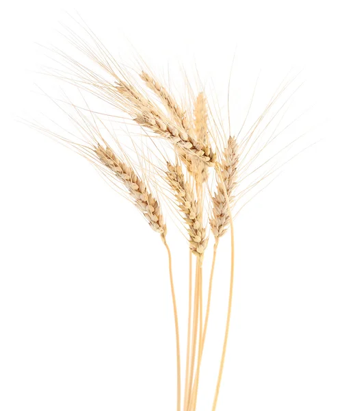 Ears of wheat. — Stock Photo, Image