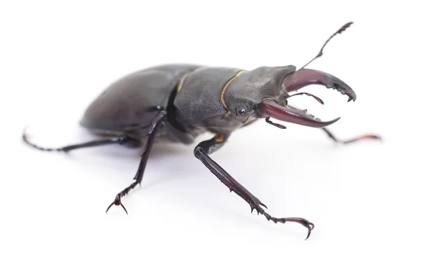 Black Stag Beetle. — Stock Photo, Image