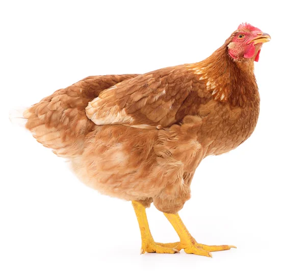 Brown hen isolated. — Stock Photo, Image