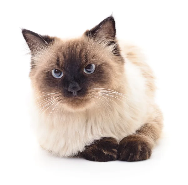 Pequeno gatinho cinzento . — Fotografia de Stock