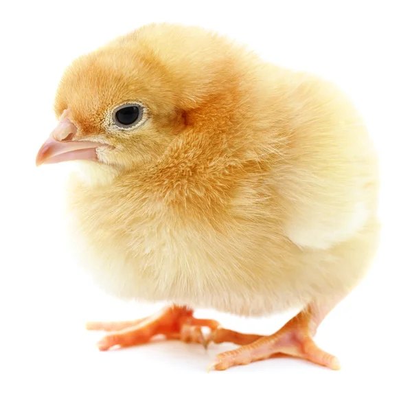 Pollo giallo piccolo . — Foto Stock
