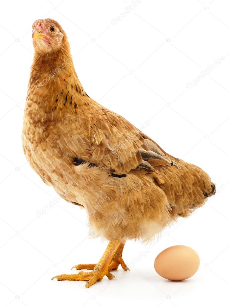 Скрестили бурую курицу. Коричневая курица на белом фоне. Маленькая Курочка коричневая. Коричневая Курочка волнистая. Курица коричневый полоской.
