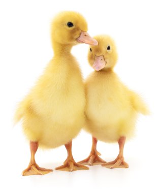 İki bir ördek yavrusu.