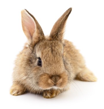 Kahverengi beyaz tavşan.