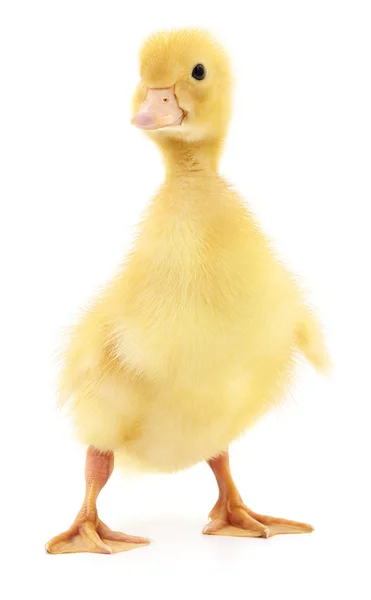 One yellow duckling. — Stock Photo, Image