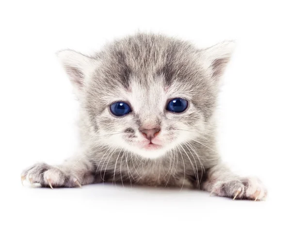 Kleine grijze kitten. — Stockfoto