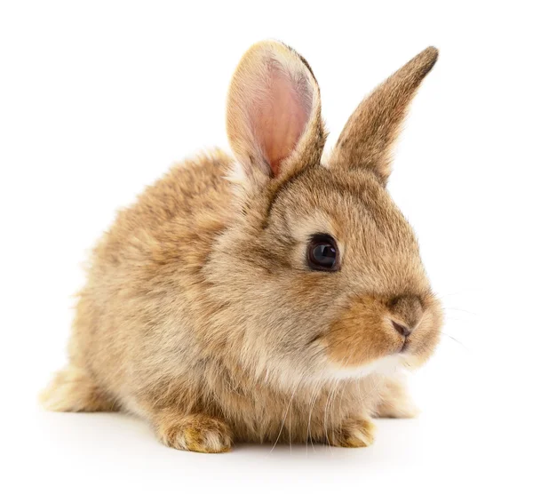 Conejo marrón sobre blanco . — Foto de Stock