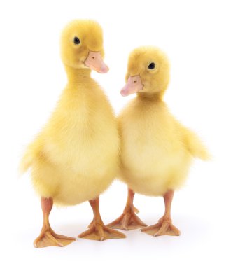 iki sarı ördek yavrusu.